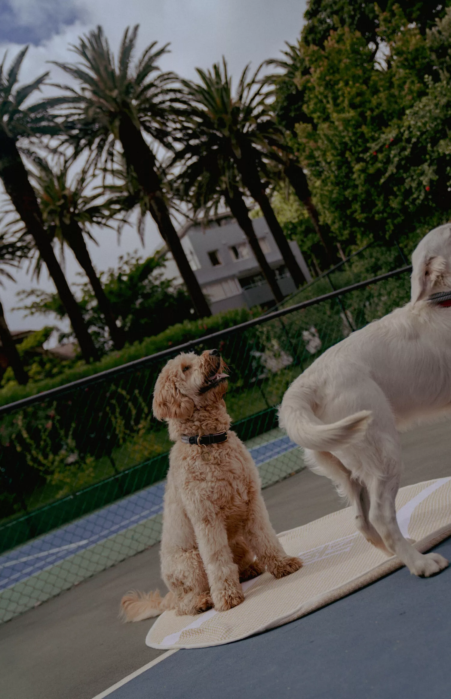 Mount Nelson_Chommies_by Mikayla McClean-6-jpg
