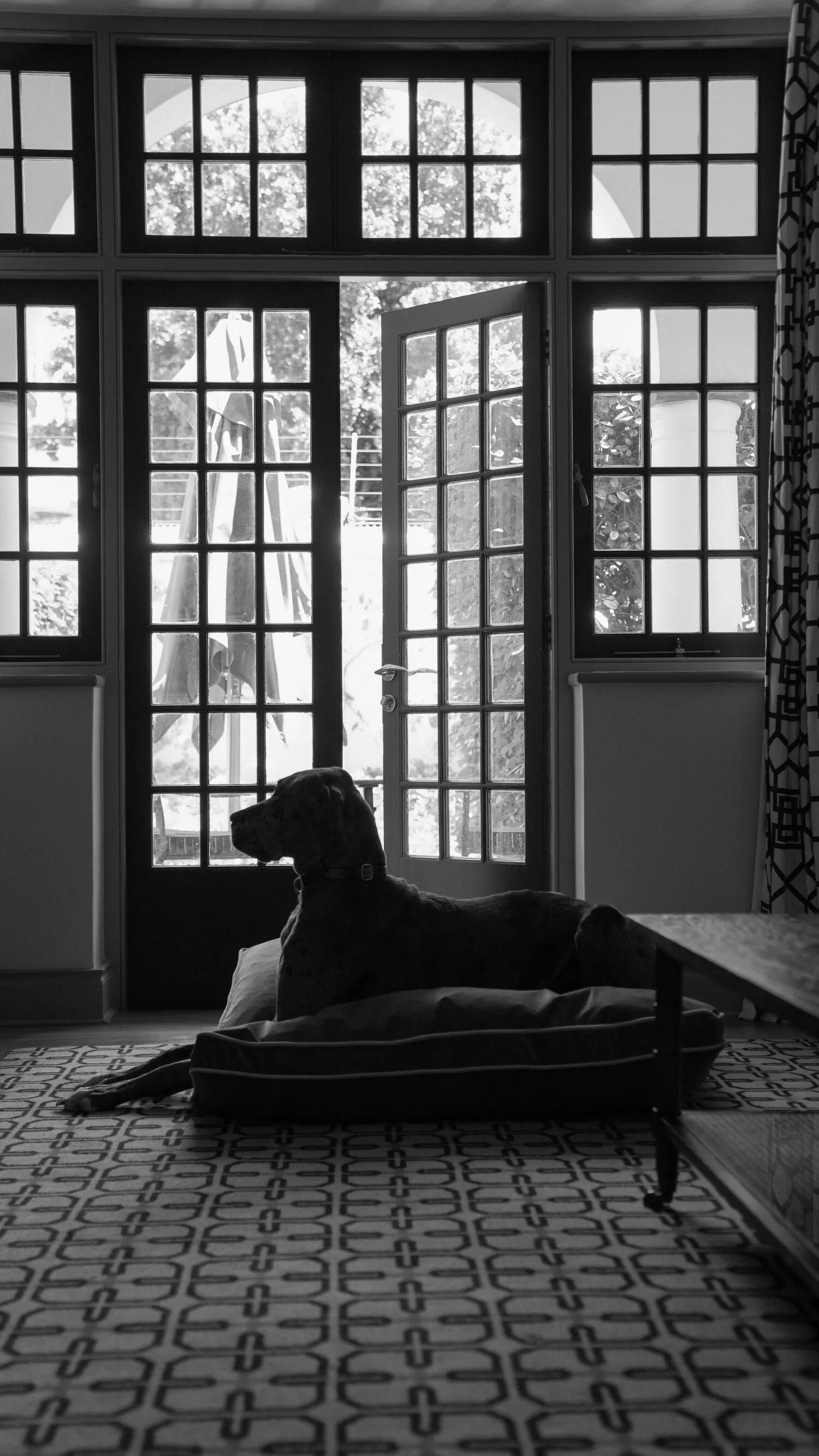 Mount Nelson_Chommies_by Mikayla McClean-5-jpg